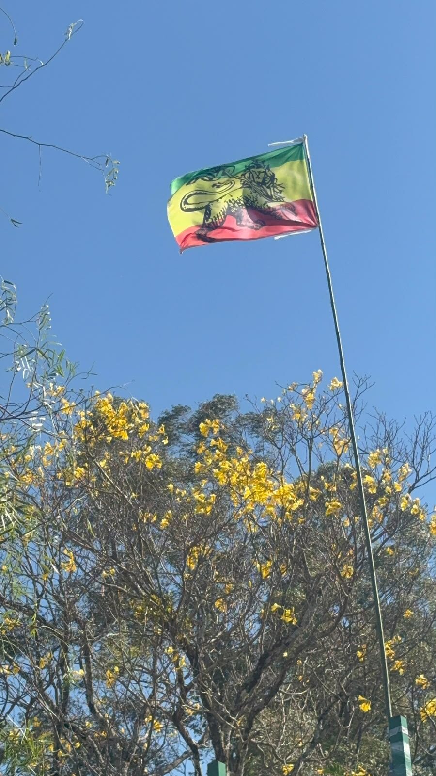 Bandeira com o Leão de Judá tremulando ao lado de um ipê-amarelo florido, sob o céu azul