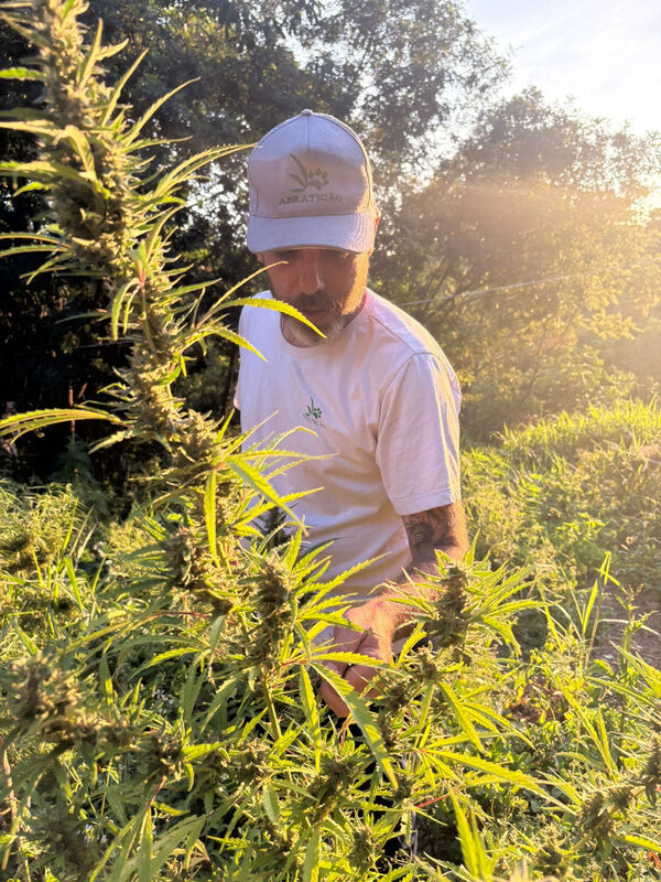 Integrante da associação, de boné, colhendo flores de cannabis ao pôr do sol