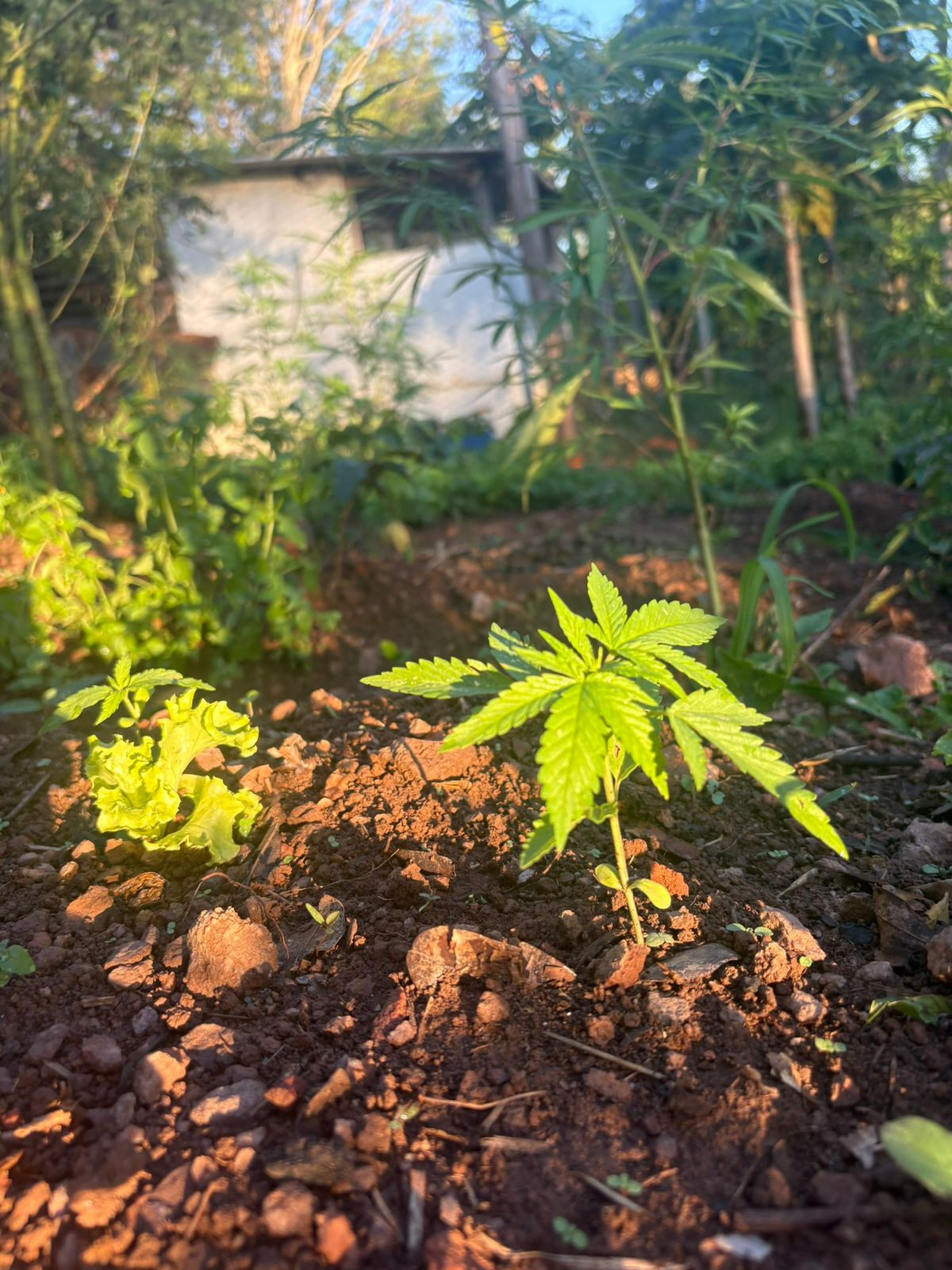Muda de cannabis iluminada pelo sol da tarde, crescendo entre alfaces em solo de terra vermelha